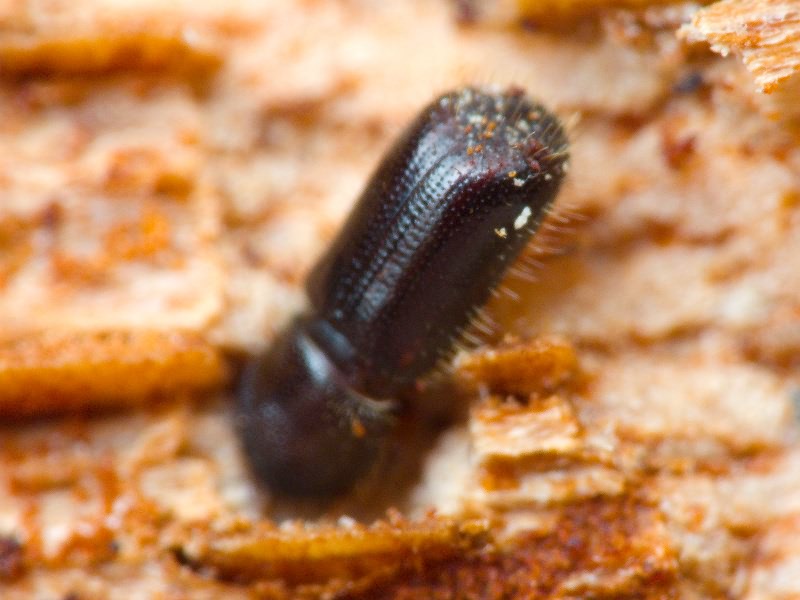 Dryocoetes villosus (Fabricius, 1792)